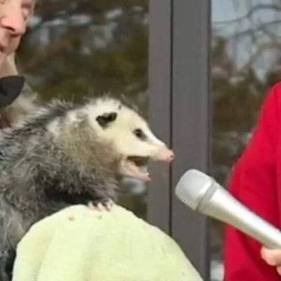 Create meme: possum with microphone, memes 2019, funny possum 