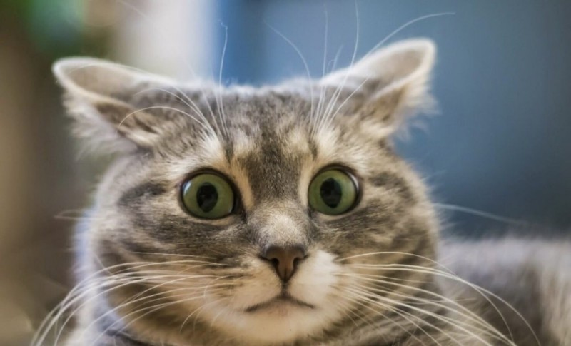 Create meme: the surprised cat , cat , cat 
