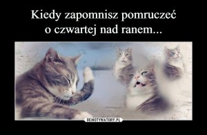 Create meme: cat, memes with cats with captions, fun with cats
