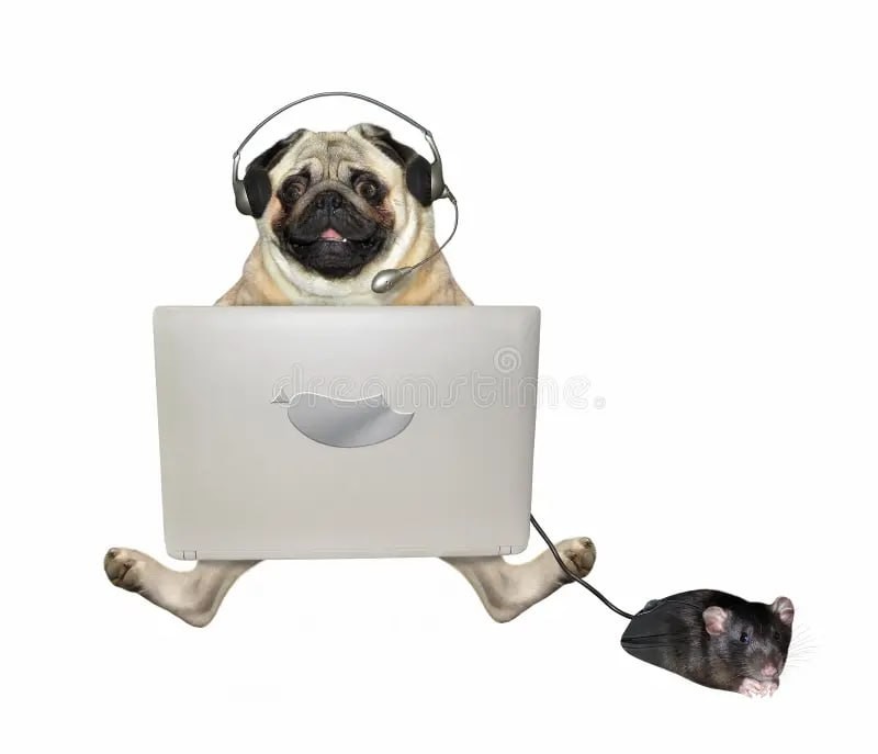 Создать мем: мопс программист, мопс с ноутбуком, собака мопс