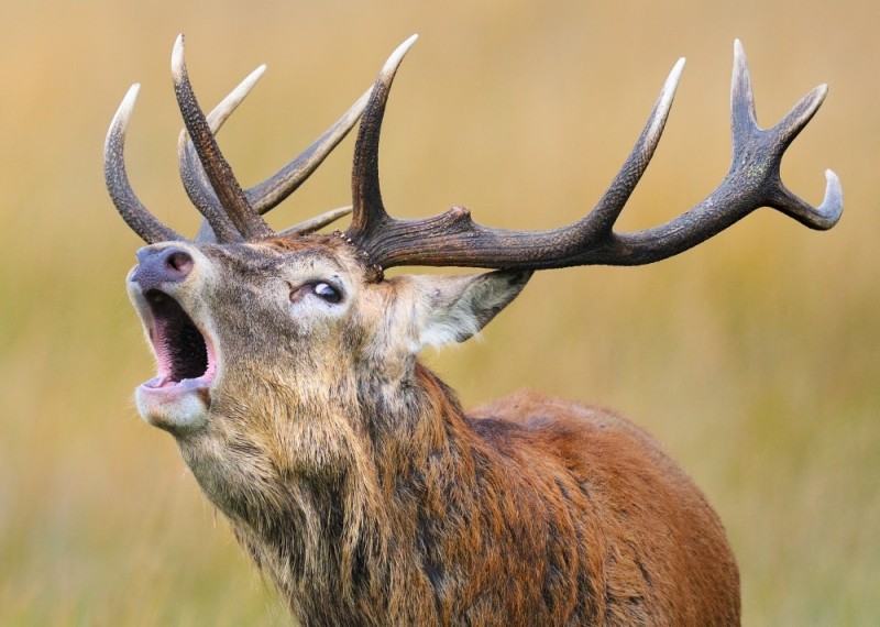 Create meme: red deer raisin, horned deer, wild deer