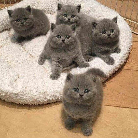 Создать мем: британские котята, шотландская кошка, британская кошка