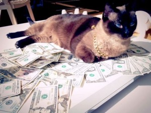 Create meme: rich cat, cash cat, cat with money