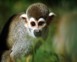 Create meme: saimiri the monkey, an ordinary squirrel monkey, primates 