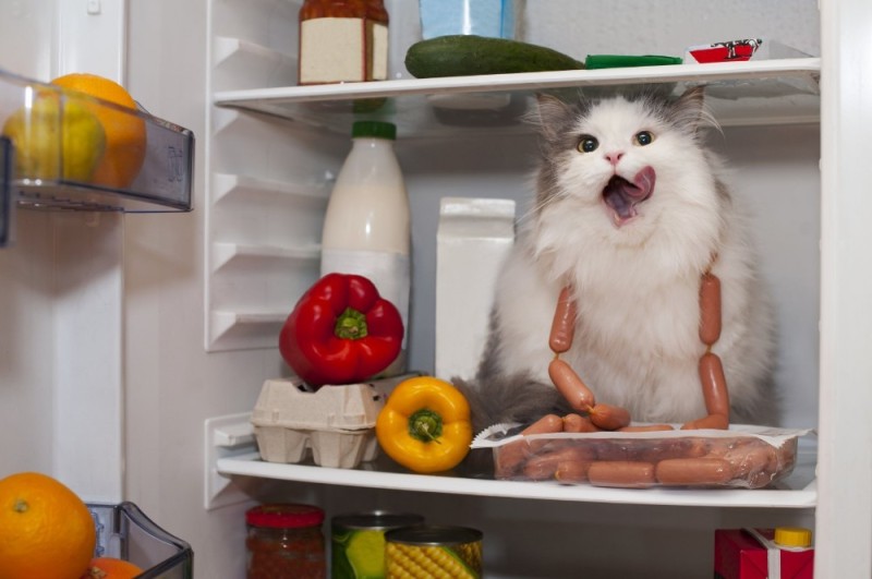 Create meme: the cat in the fridge, the cat opens the refrigerator, smart refrigerator