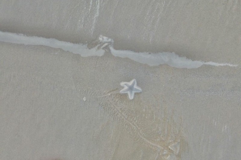 Создать мем: пляж, морская звезда на пляже дубаи, размытое изображение