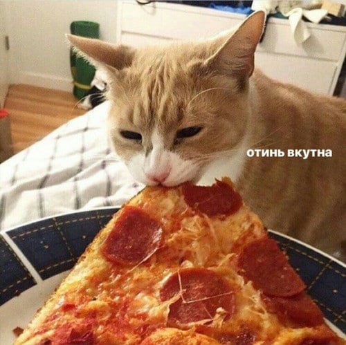 Создать мем: рыжий кот пицца, кот ворует пиццу, кошка с пиццей
