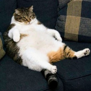 Create meme: a fat lazy cat, fat cat, fat cat