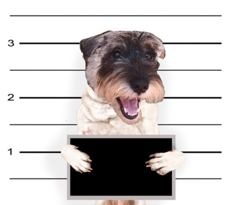 Create meme: pug , pug dog , the dog is a criminal