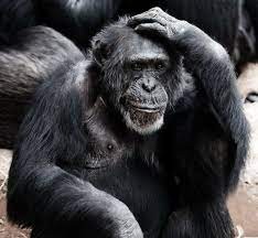 Create meme: chimpanzees
