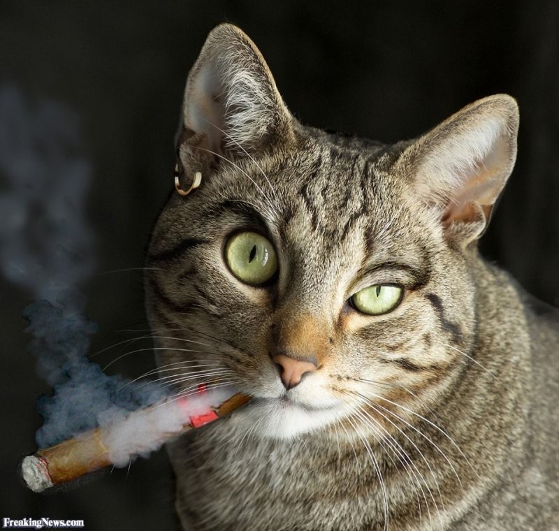 Создать мем: кот с сигаретой, котик с сигаретой, кот с сигарой
