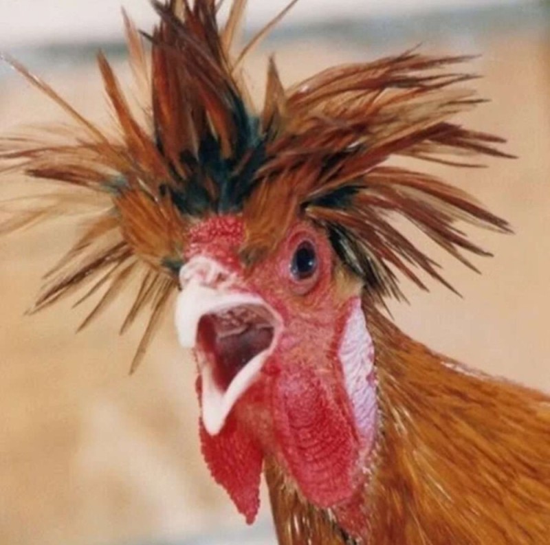 Create meme: rooster , The surprised rooster, Horny cock