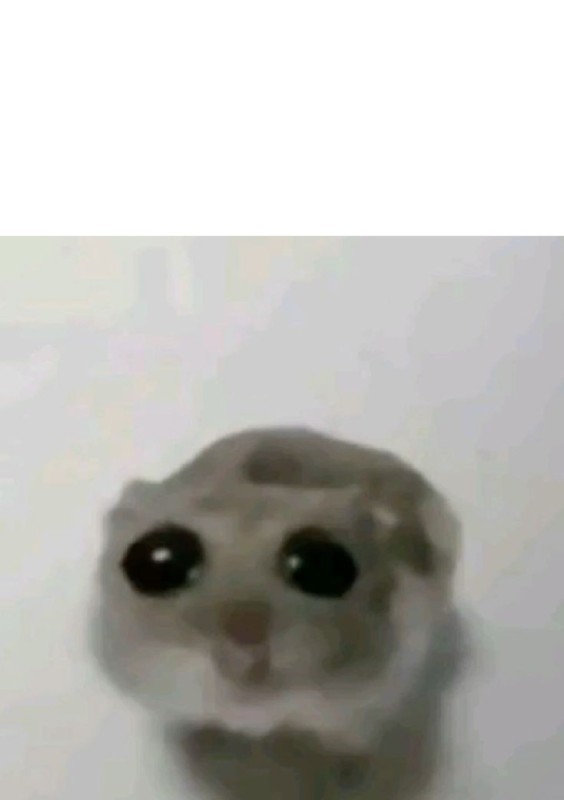 Create meme: meme crying cat, the hamster looks at the camera, big eyes meme
