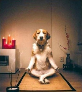 Создать мем: познал дзен, признаки, что в доме живёт нечистая сила, собака йога