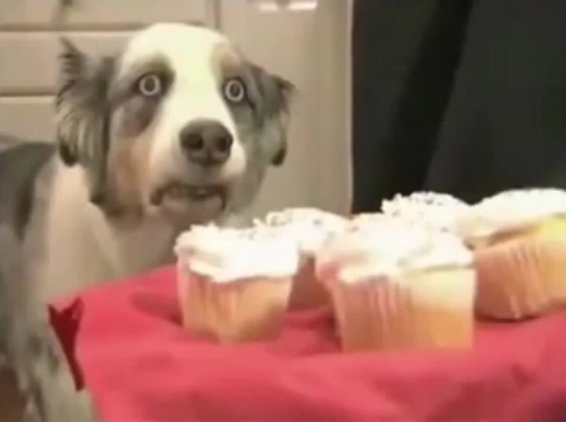 Create meme: dog and cupcakes meme, dog Vietnamese flashbacks, dog flashbacks