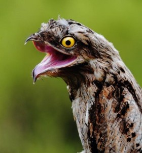 Создать мем: у какой птицы нос служит и сеткой и глоткой, изображние животного, козодой