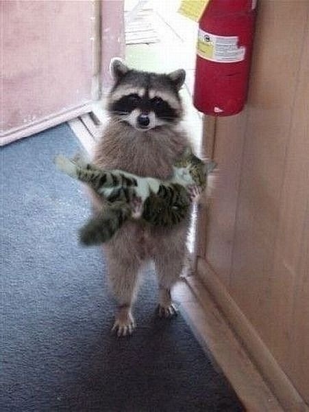 Create meme: raccoon carries cat, cool raccoon, the raccoon cat