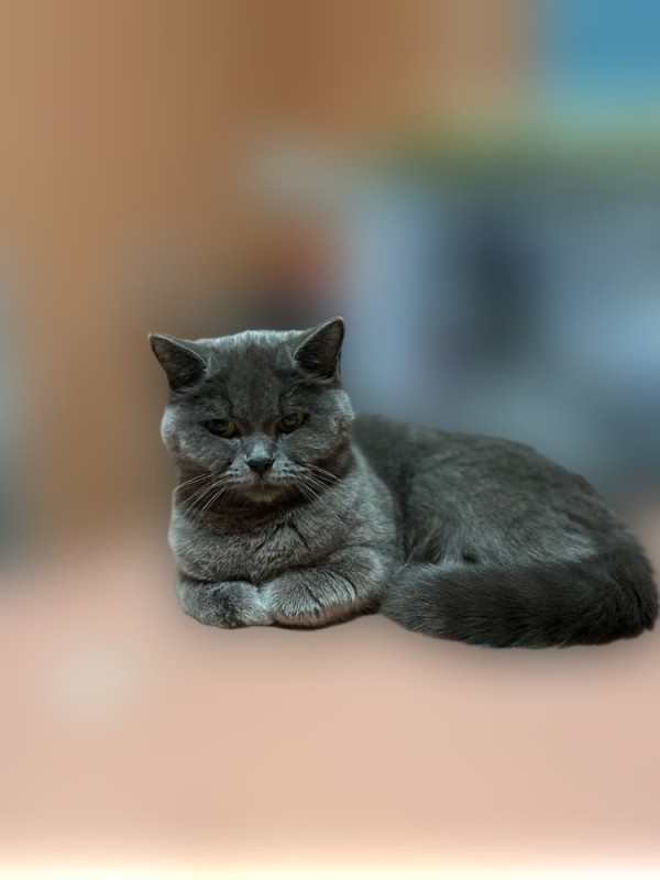 Create meme: British shorthair cat, cat British, the British grey cat