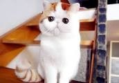 Создать мем: экзот, японский кот снупи, кот породы экзот