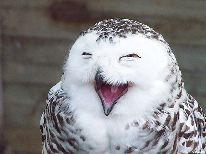 Create meme: snowy owl , funny owls, smiling animals 