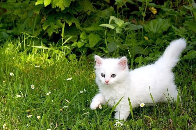 Создать мем: белый пушистый котенок, белый котенок в траве, белая кошка