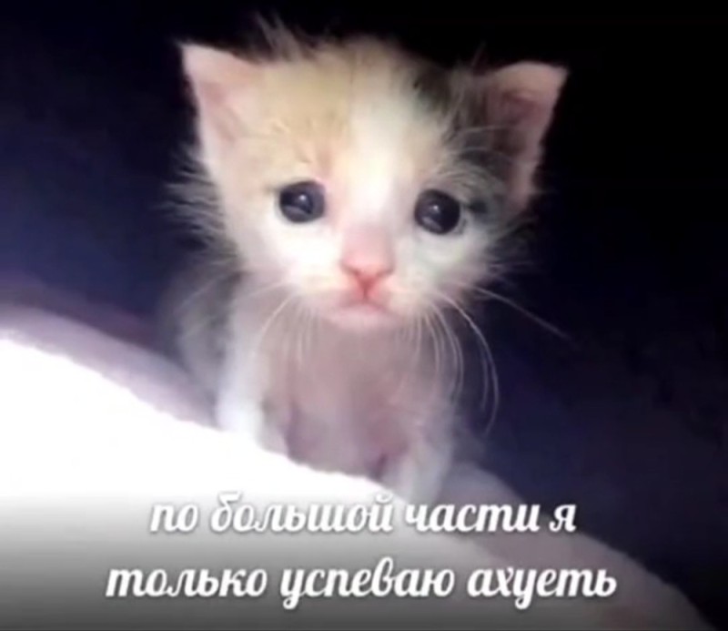 Создать мем: плачущий котик, котенок плачет, кот плачет