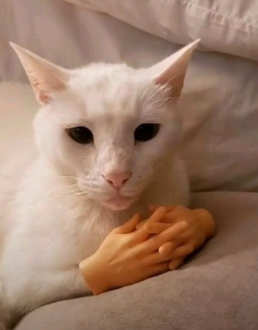 Create meme: kitty , white cat, cute cats funny