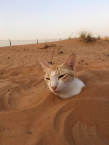 Создать мем: арабская кошка, марсианская кошка, кот