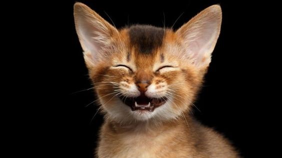 Create meme: laughing cat, laughing cat, laughing cat 