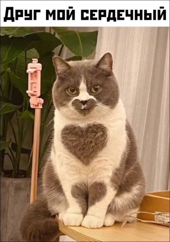Create meme: a cat with a heart on its muzzle, funny cats , seals 