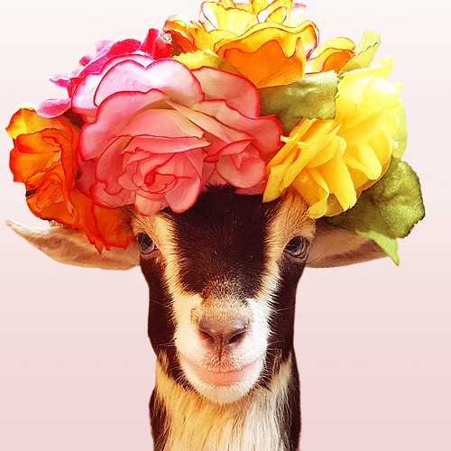 Create meme: goat in a wreath, goat in flowers, elegant goat