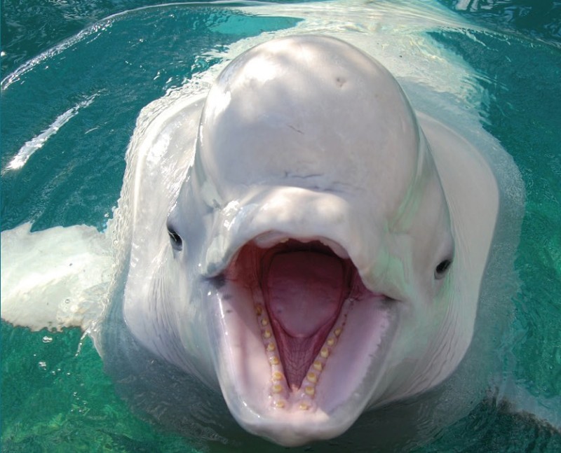 Создать мем: белый кит белуха, кит белуха, белуха дельфин