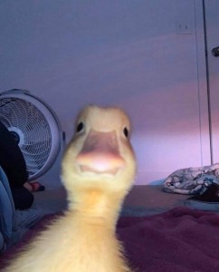 Create meme: duck selfie, ducklings, cute, duck