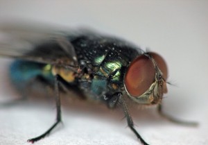 Create meme: fly insect, the common housefly, green fly
