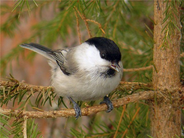 Create meme: brown - headed nut, brown - headed nut bird, black - headed tit bird