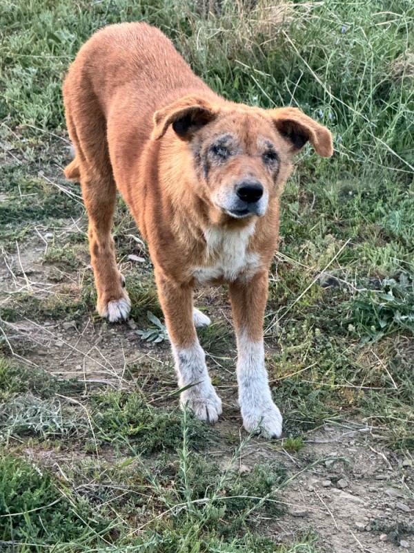 Create meme: dog , Dingo is a wild dog, The ginger dog is a mongrel