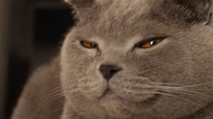 Создать мем: подозрительный взгляд кота, кот, кошка британская