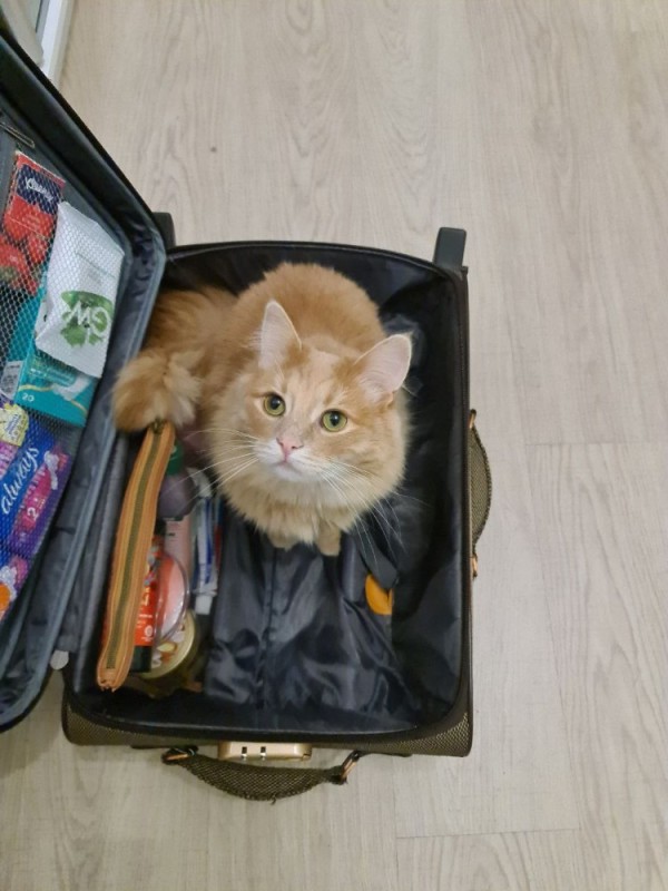 Create meme: the cat in the suitcase, suitcase cats, the cat with the suitcase leaves