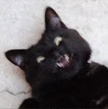 Создать мем: бешеный кот, черный кот мем, кот