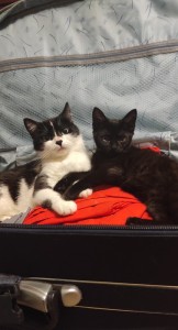 Создать мем: кошка с чемоданом, кот везет чемодан, кошка