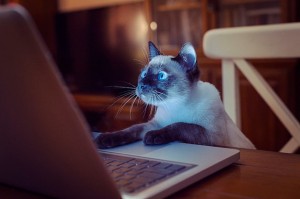 Create meme: cats photo in front of a laptop, cats, cat