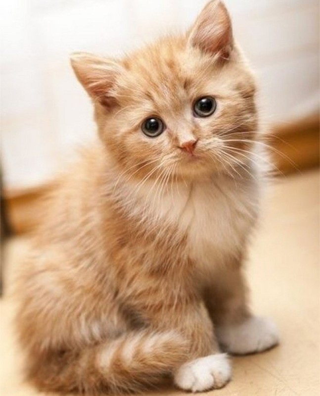 Create meme: red cat, kitties , cute animals