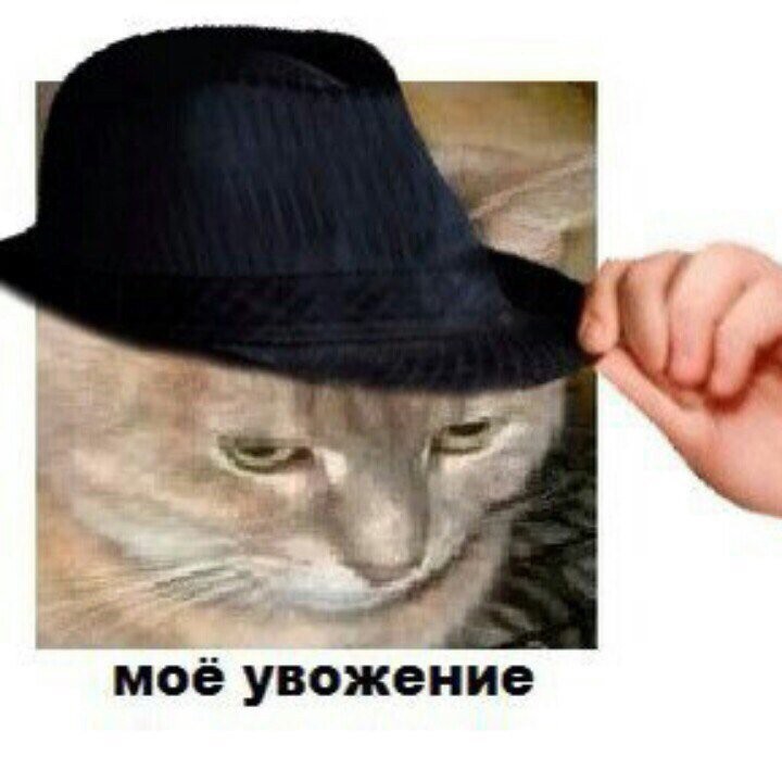 Создать мем: мой кот, кот, шляпа кот