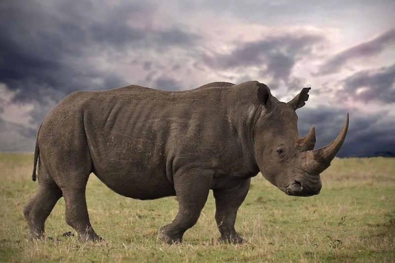 Создать мем: носорог в дании, носорог в африке, африканский носорог
