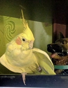 Create meme: parrot, cockatiel, Corella yellow