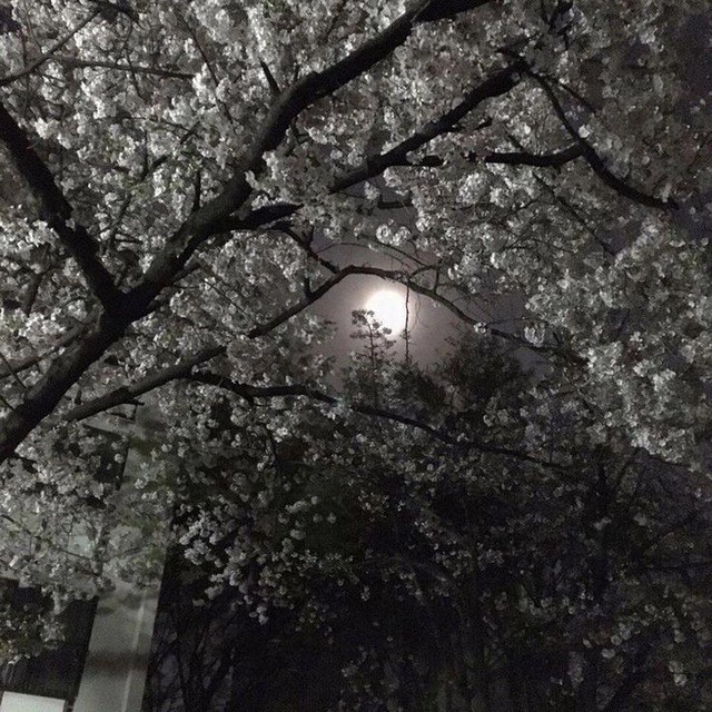 Create meme: darkness, blossom tree, park in Seoul