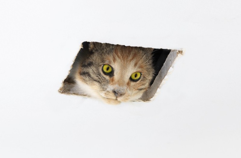 Create meme: The cat looks out of the hole, cat , ceiling cat