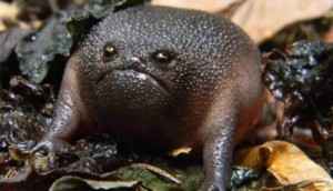 Create meme: amphibians is, sad toad, amazing frog