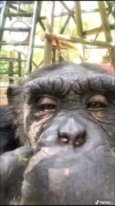 Создать мем: самка шимпанзе, животные обезьяны, смешные морды обезьян
