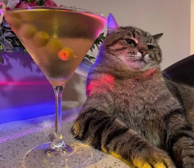 Create meme: cat stepan with a glass, cat with a glass, cat 